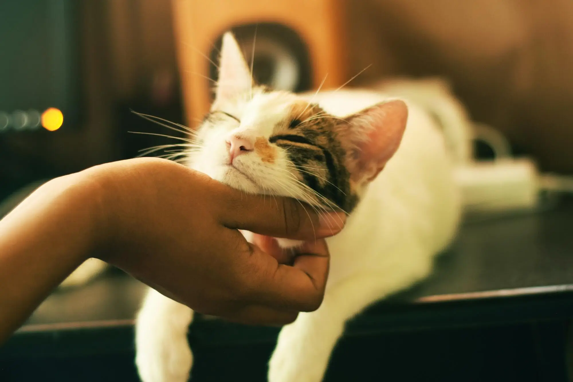5 Key HOA Regulations for Emotional Support Animals in Brooksville, FL